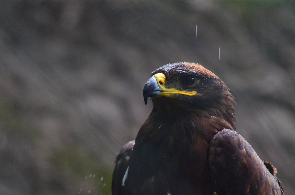 Photograph by Алексей Фомичев