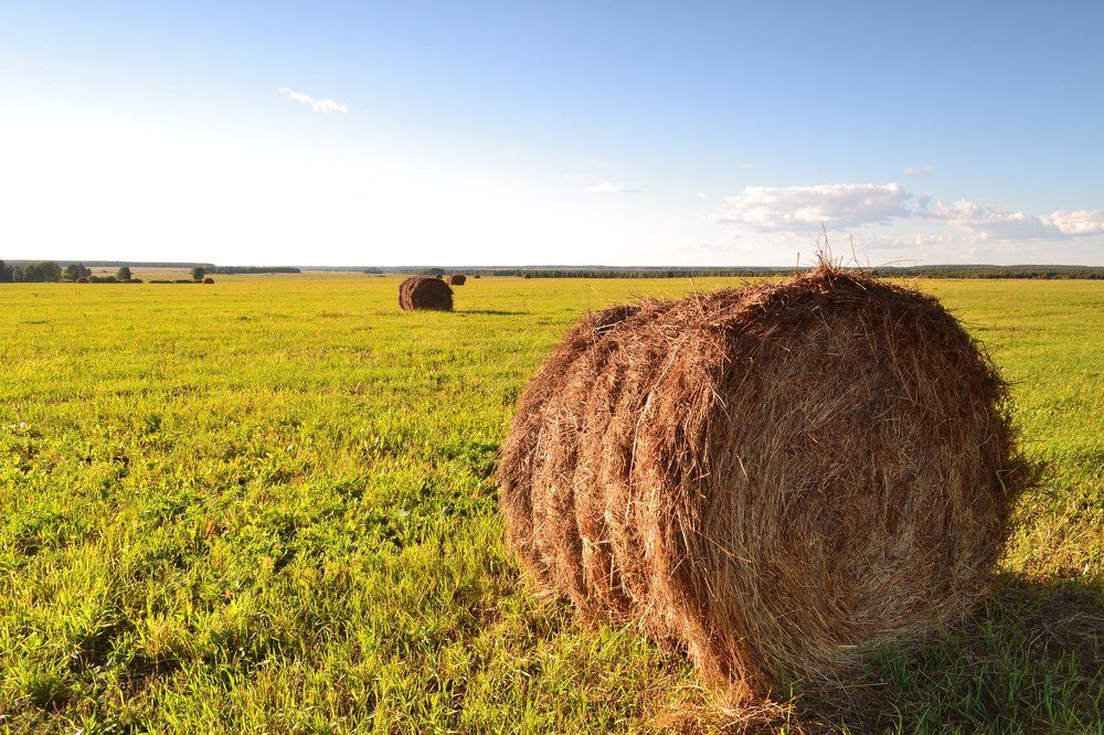 Заготовка сена