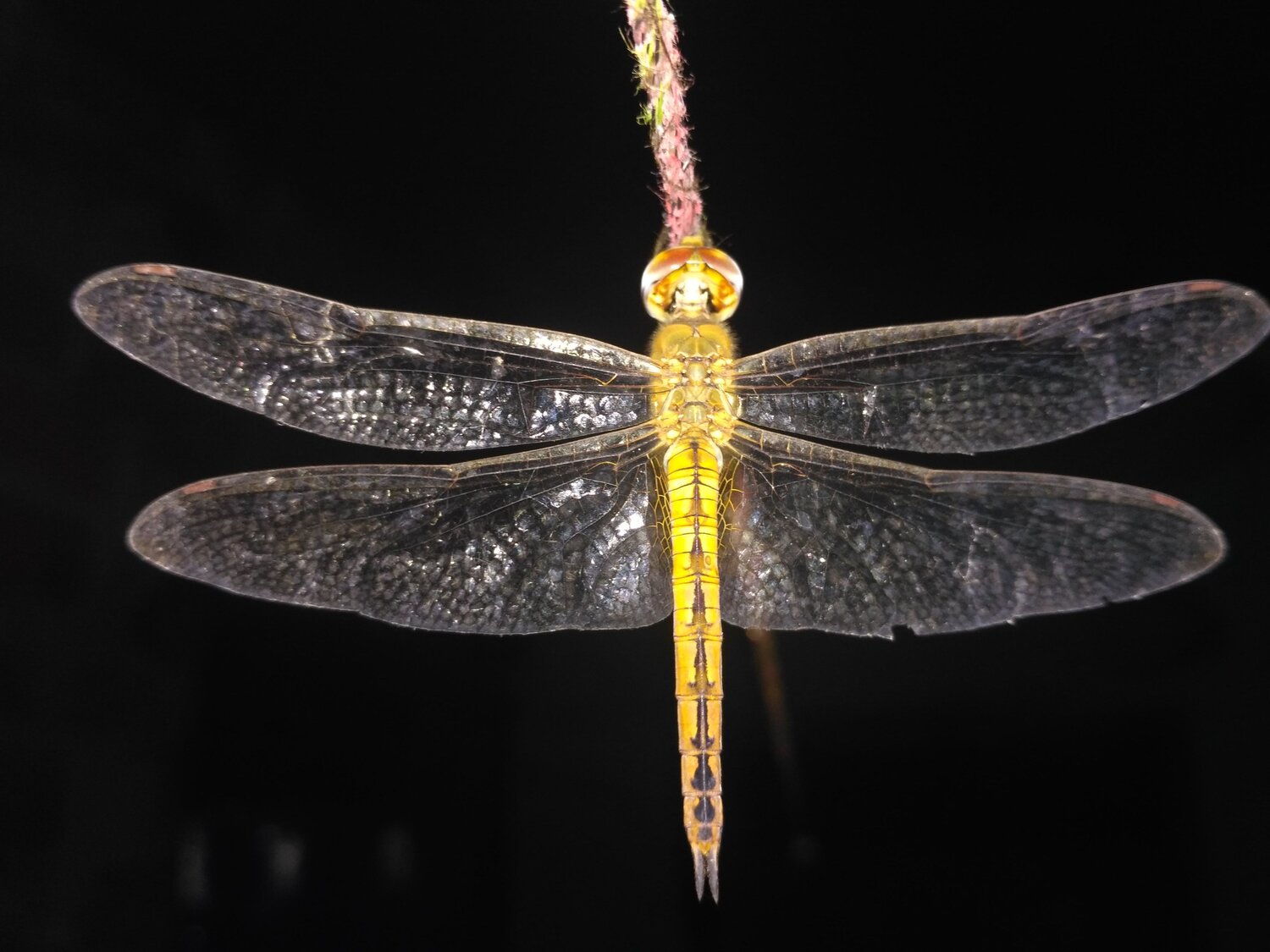 Dragon fly