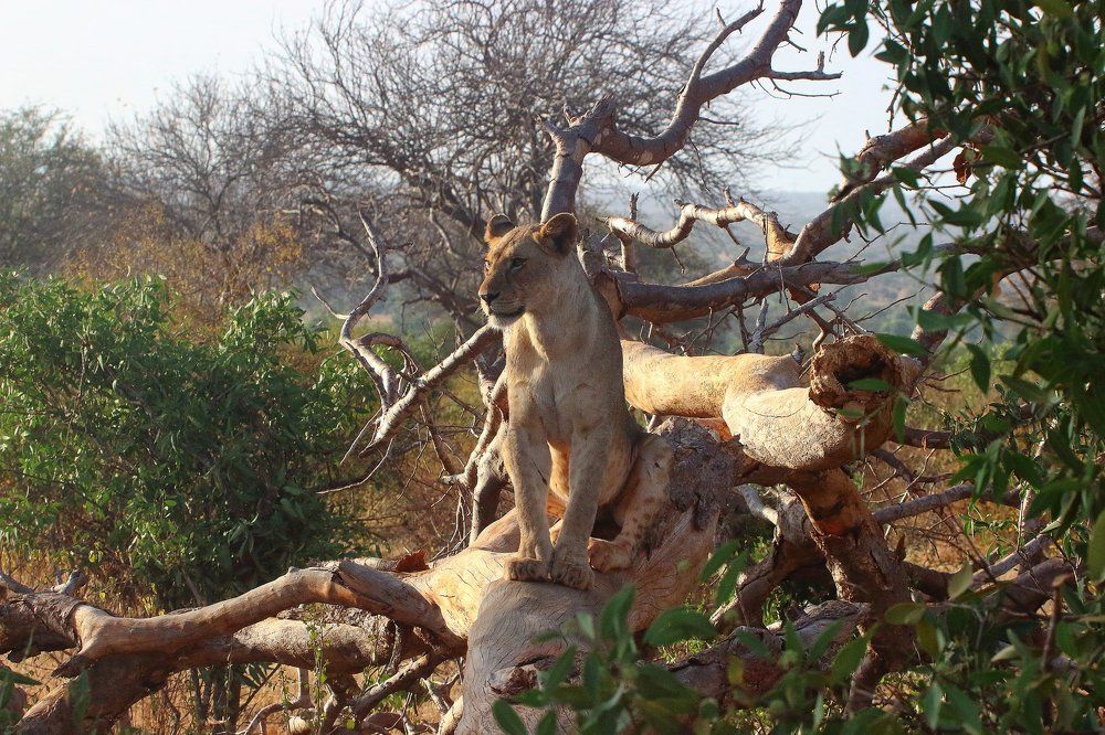 Молодой царь Tsavo East