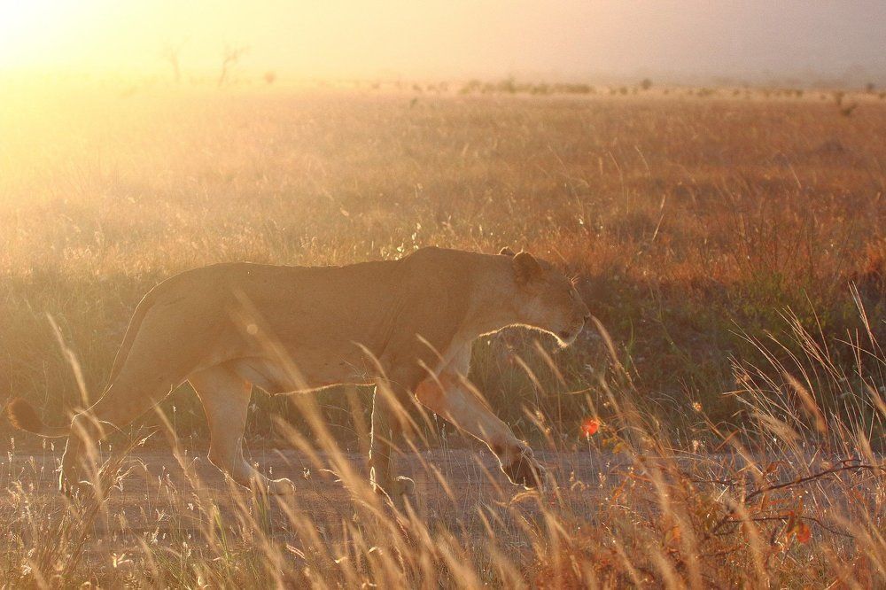 Вечерняя львица
