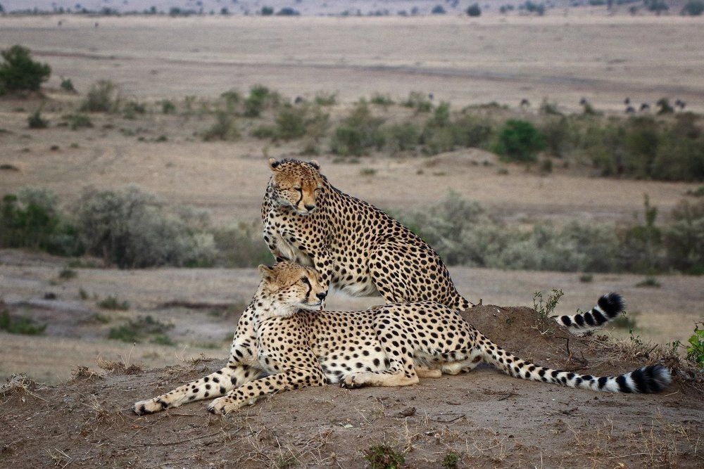 Утренние гепарды