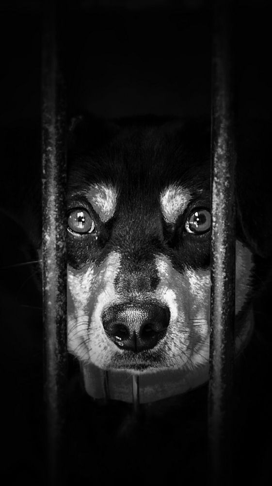 There is a different life inside the cage.