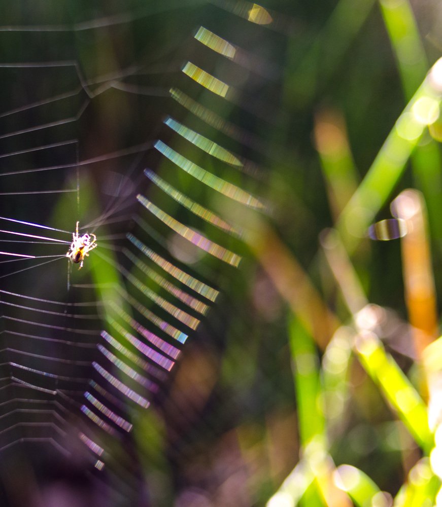 Струни райдуги