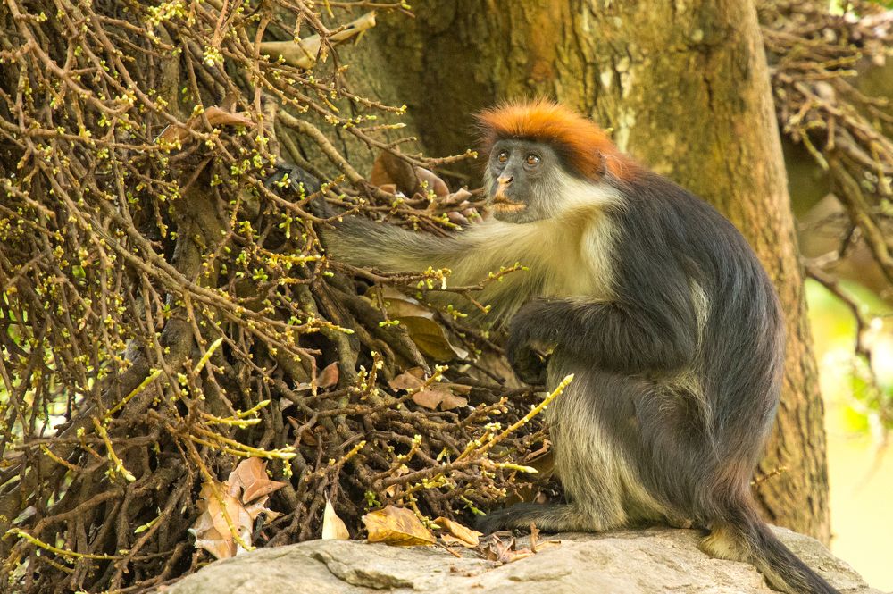 Udzungwa Red Colobus Monkey