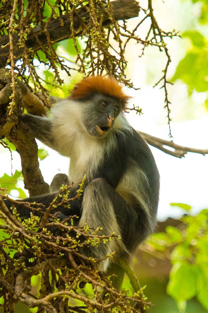 Uduzungwa Red Colobus Monkey
