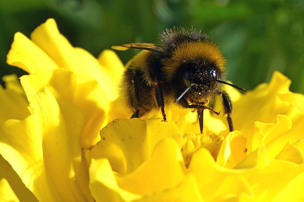 humble-bee