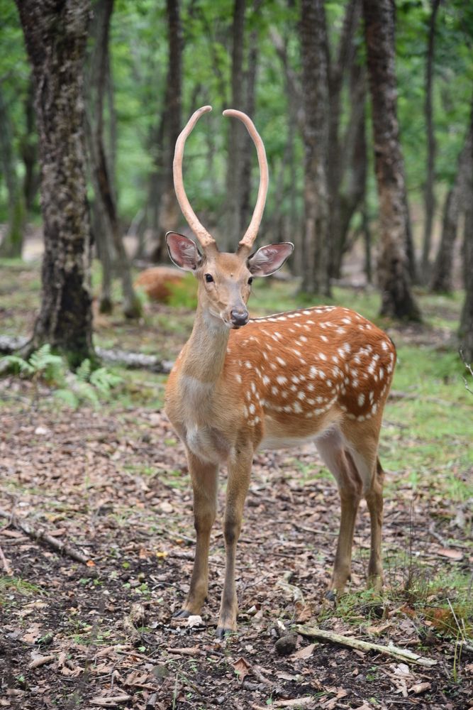 Отец семейства