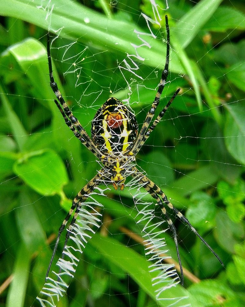 Spider