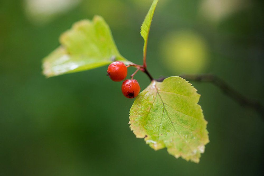 Калина красная