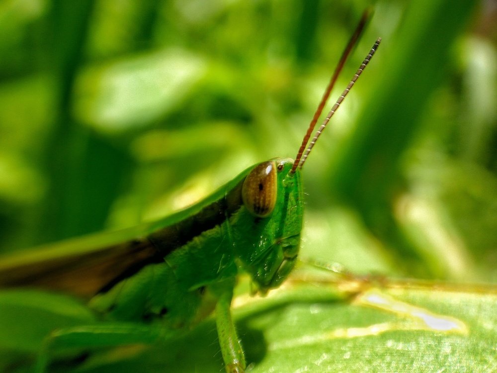 Moth