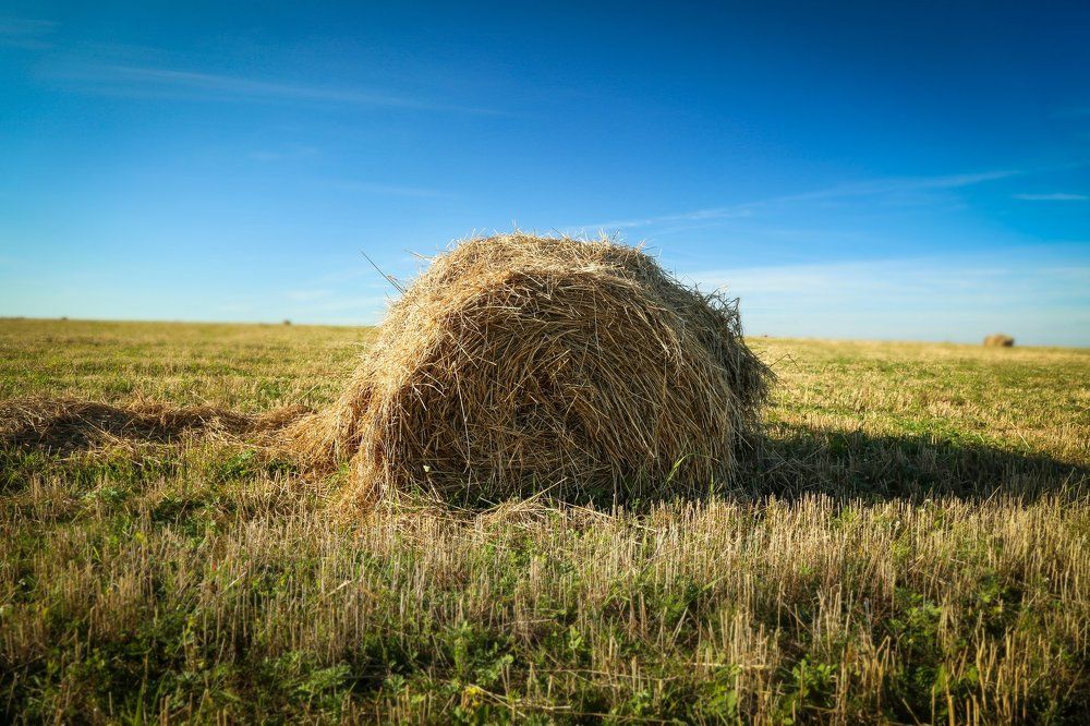 Русское поле