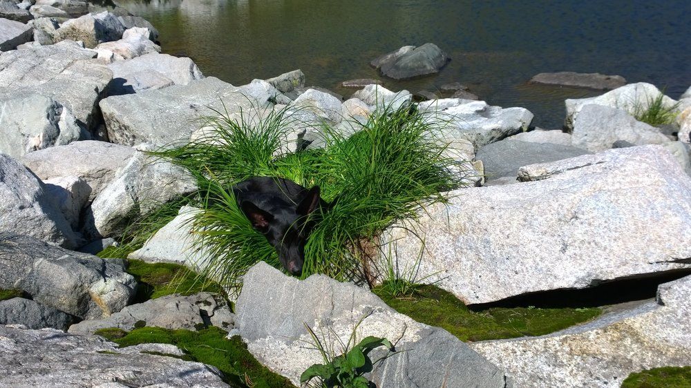 собака в гнезде