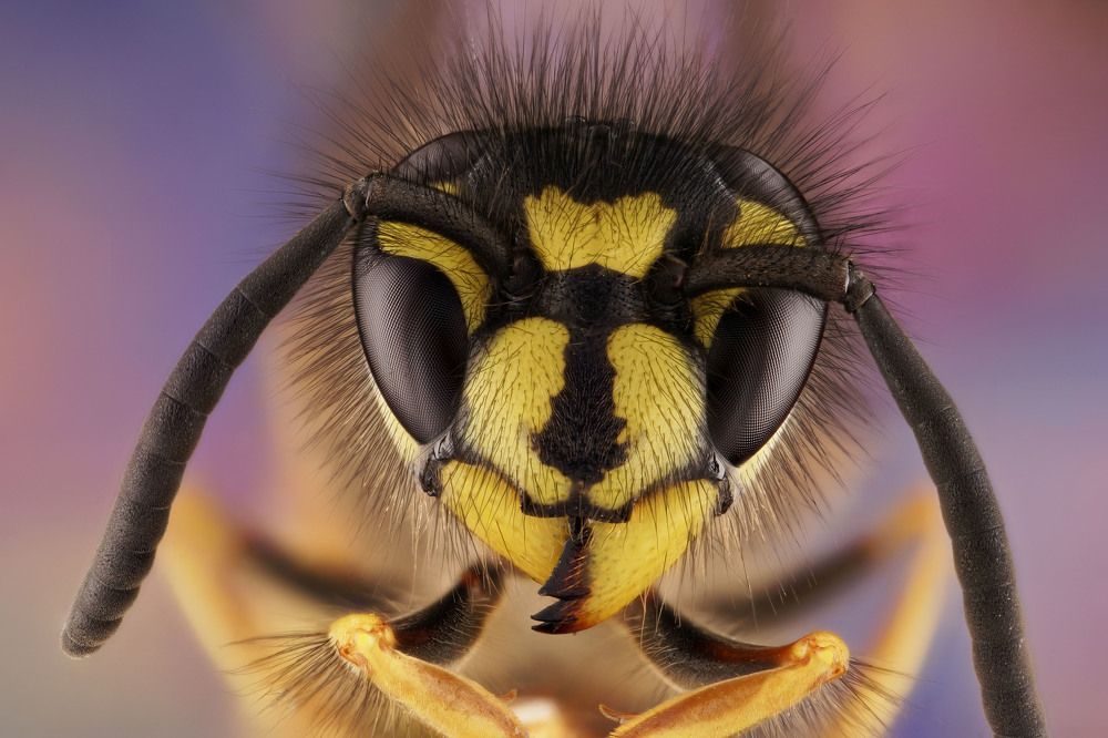 портрет осы