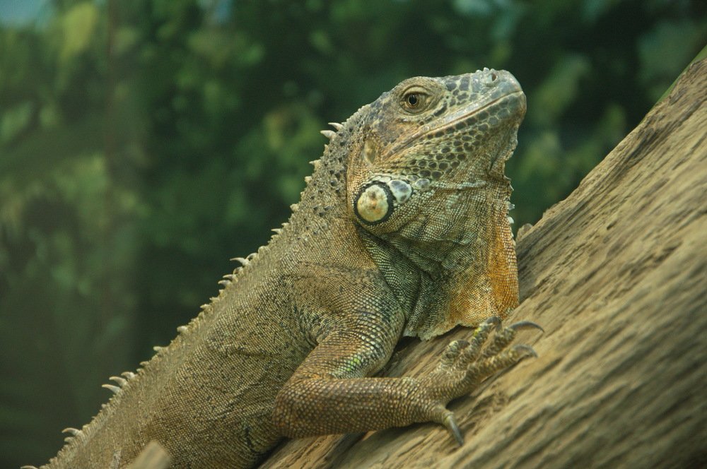 Древесная игуана