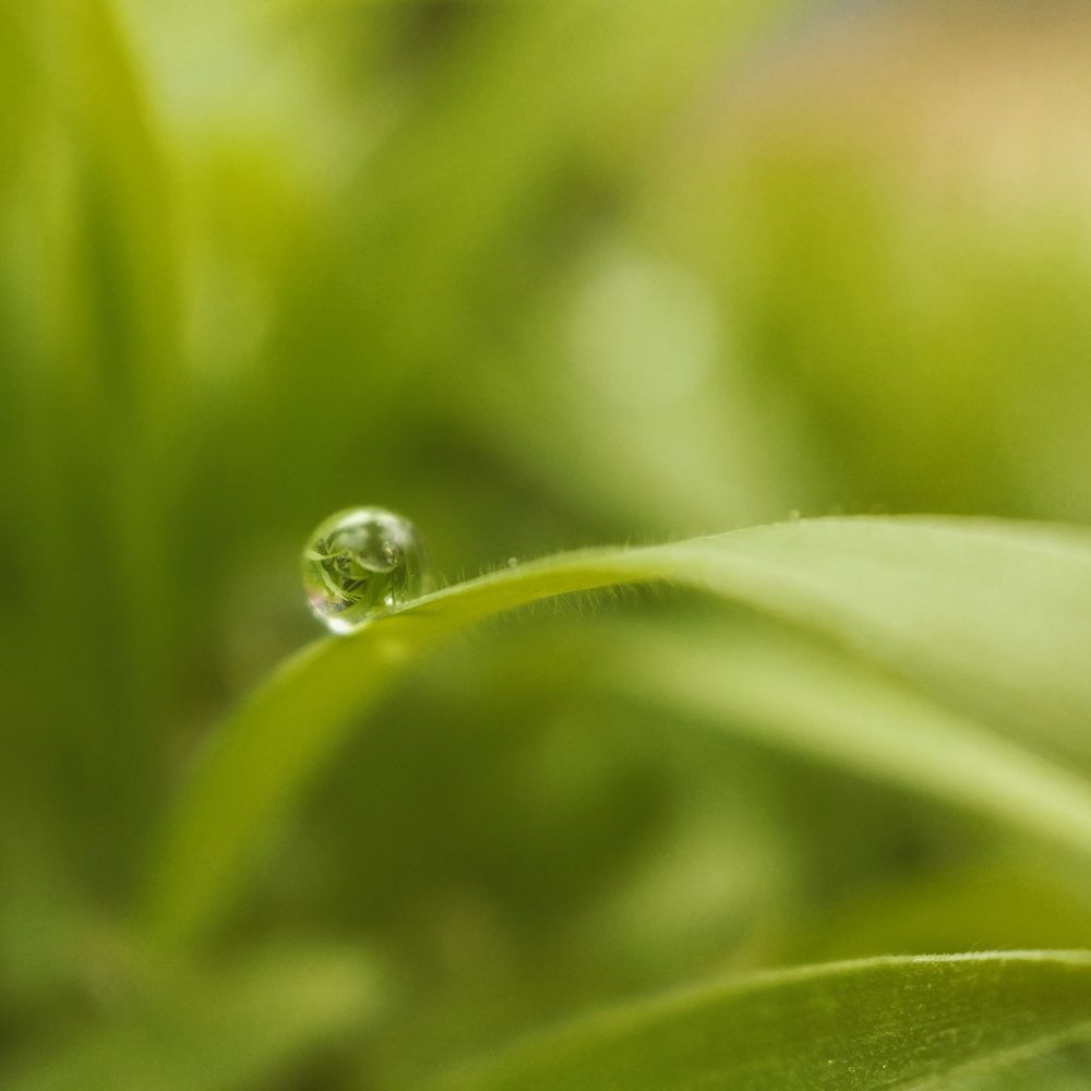 save water like grass..focus on drop