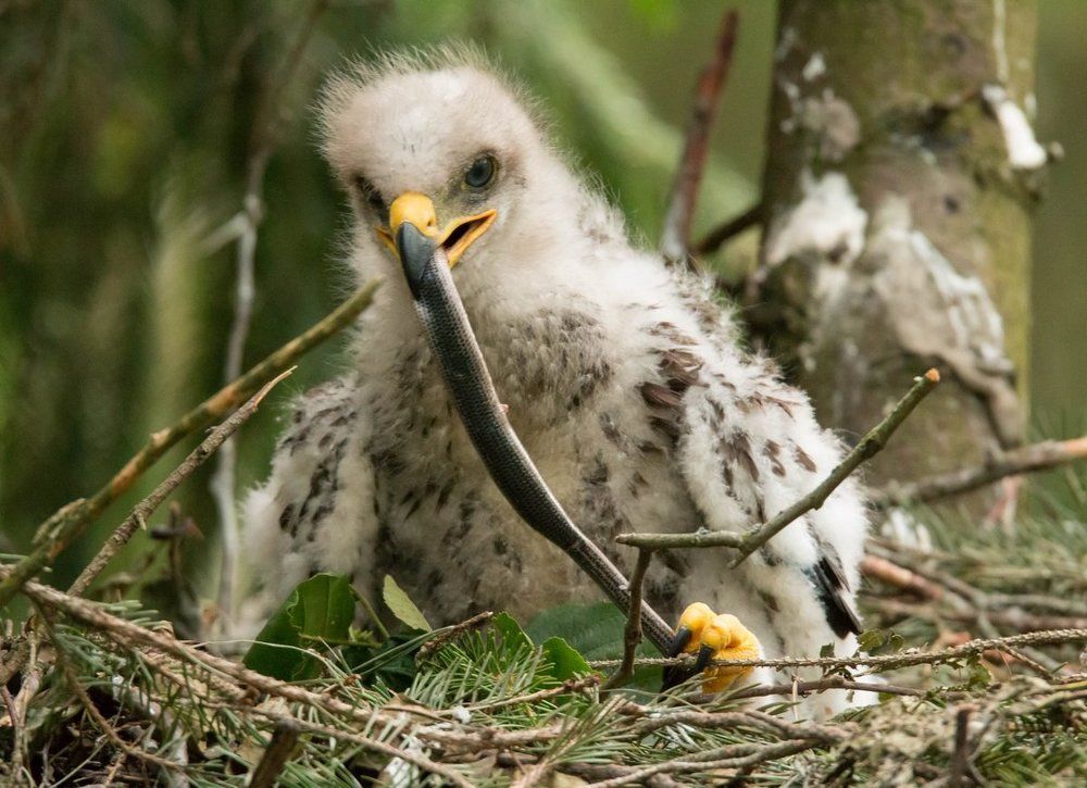 Спагетти на обед