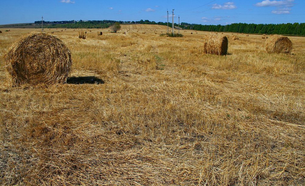 ПОЛЮШКО ПОЛЕ.