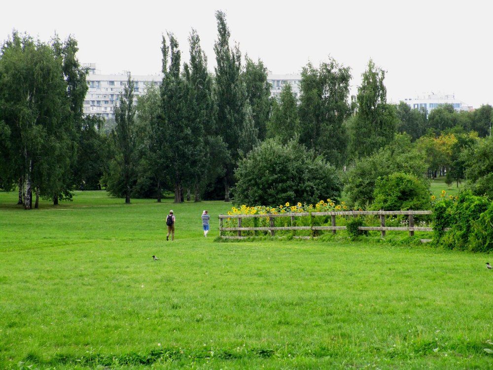 Городские подсолнухи