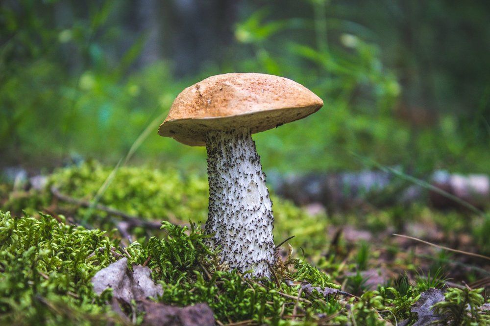 Photograph by Алексей Труханович