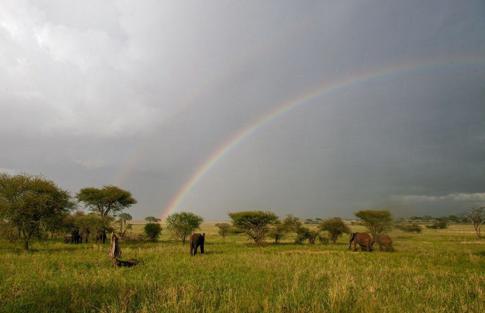 Серенгетти - саванна до горизонта.
