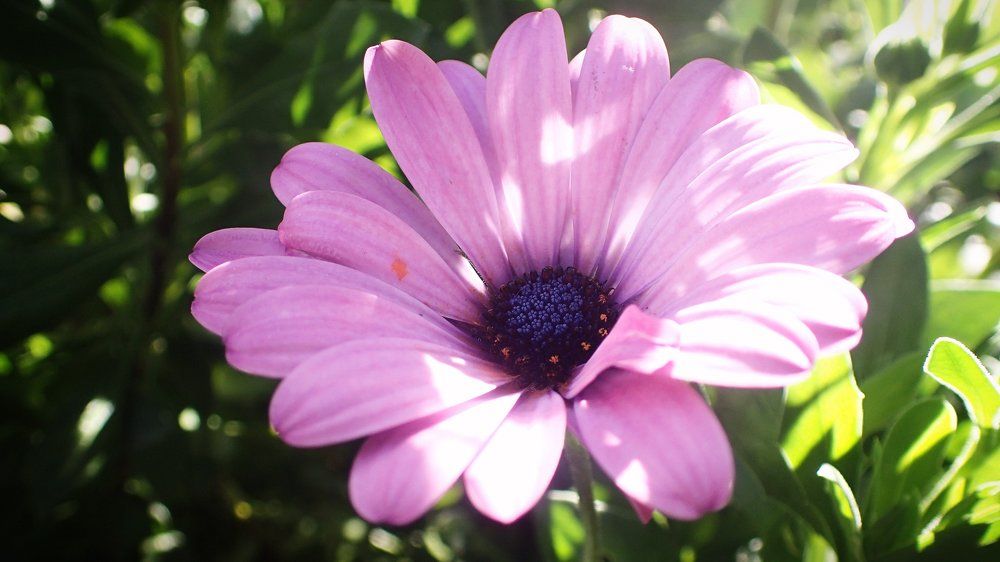 Purple Flower