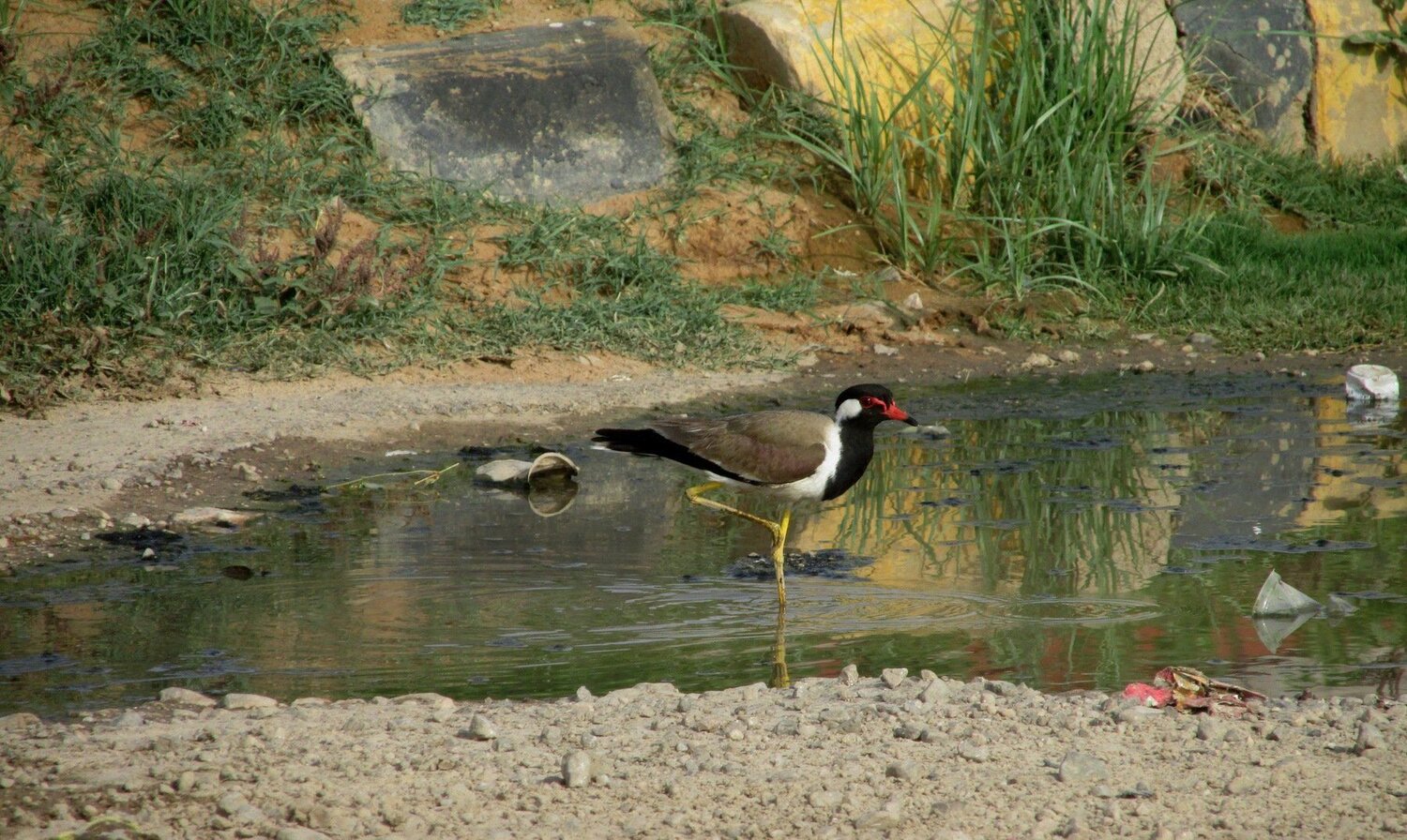 Red-wattled lapwing