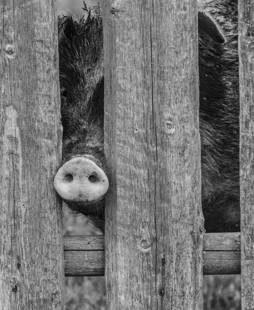 Нуф-наф вернулся!