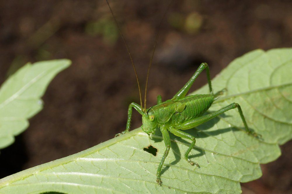КУЗЯ