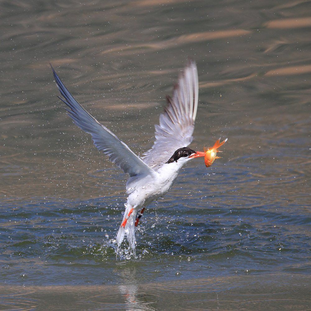 Happy Tern