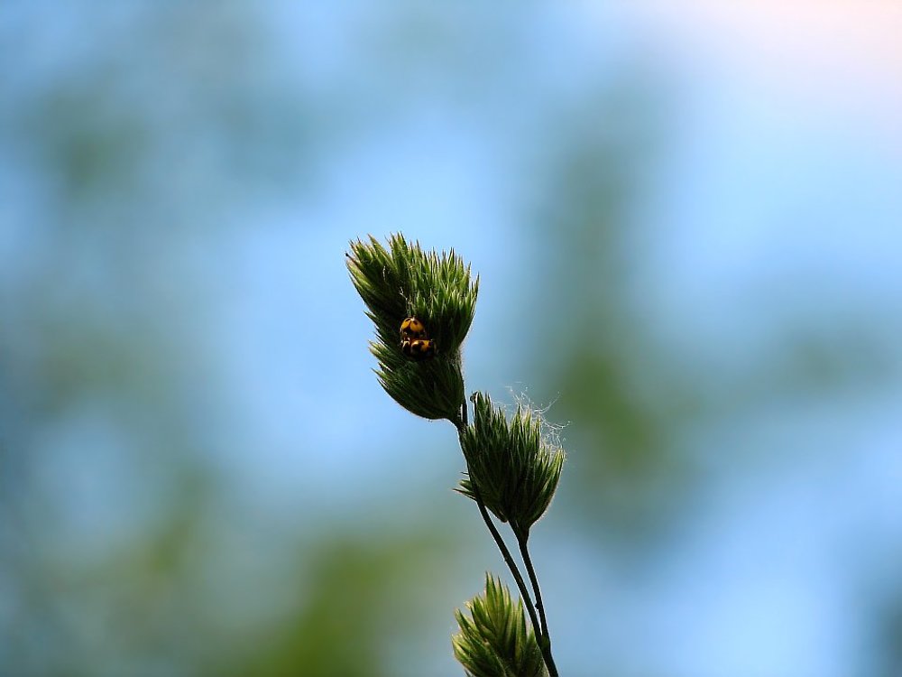 Божьи коровки...