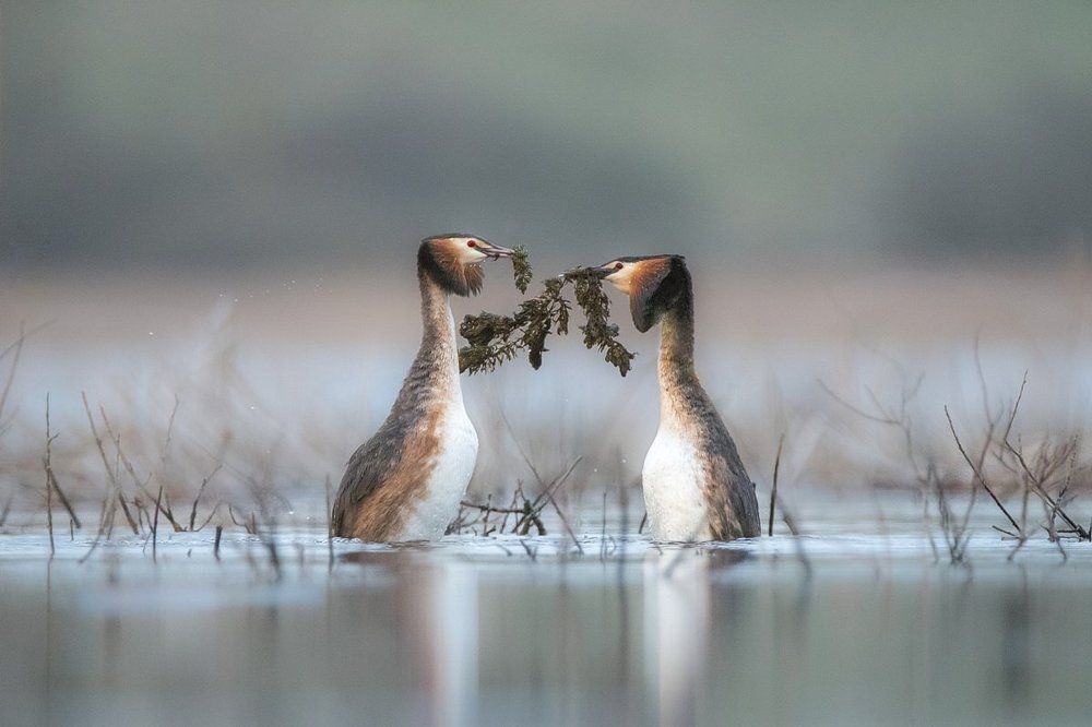 Я сегодня вам принес не букет из свежих роз.