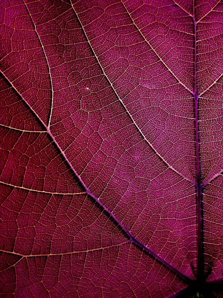 Photograph by Стефанова Татьяна