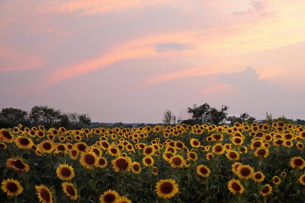Подсолнухи на закате.