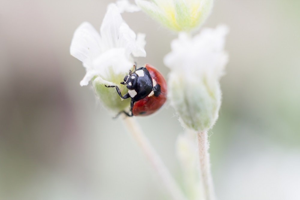 lady beetle