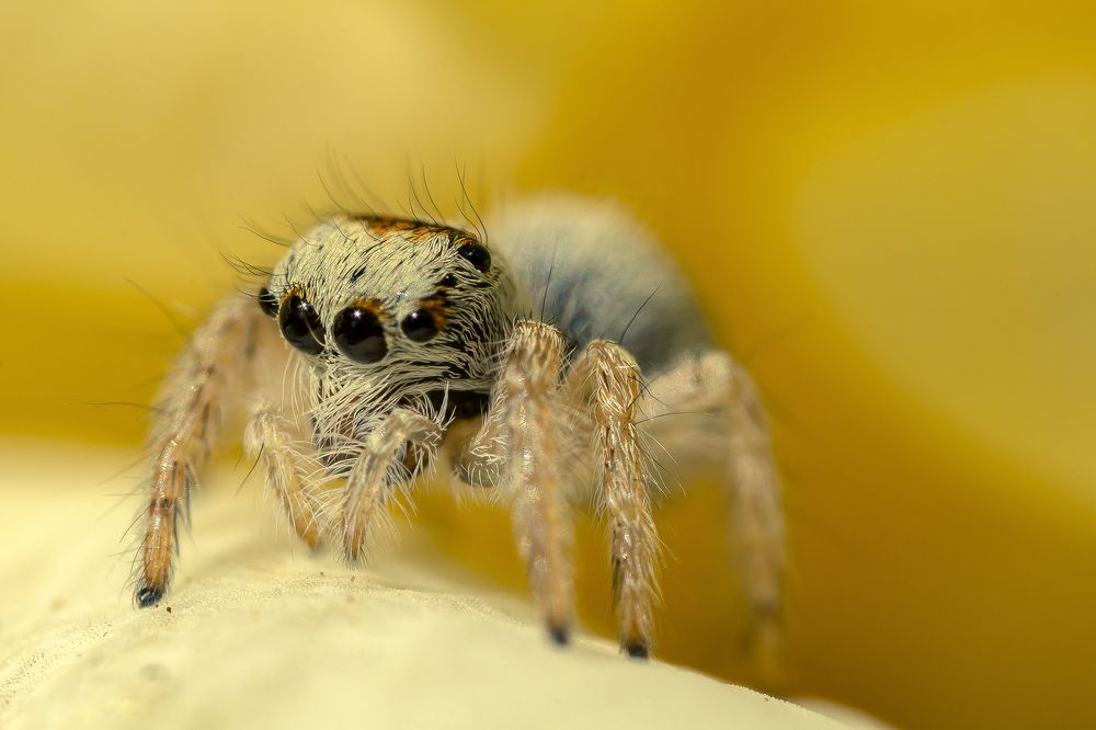 Паучок-скакун...