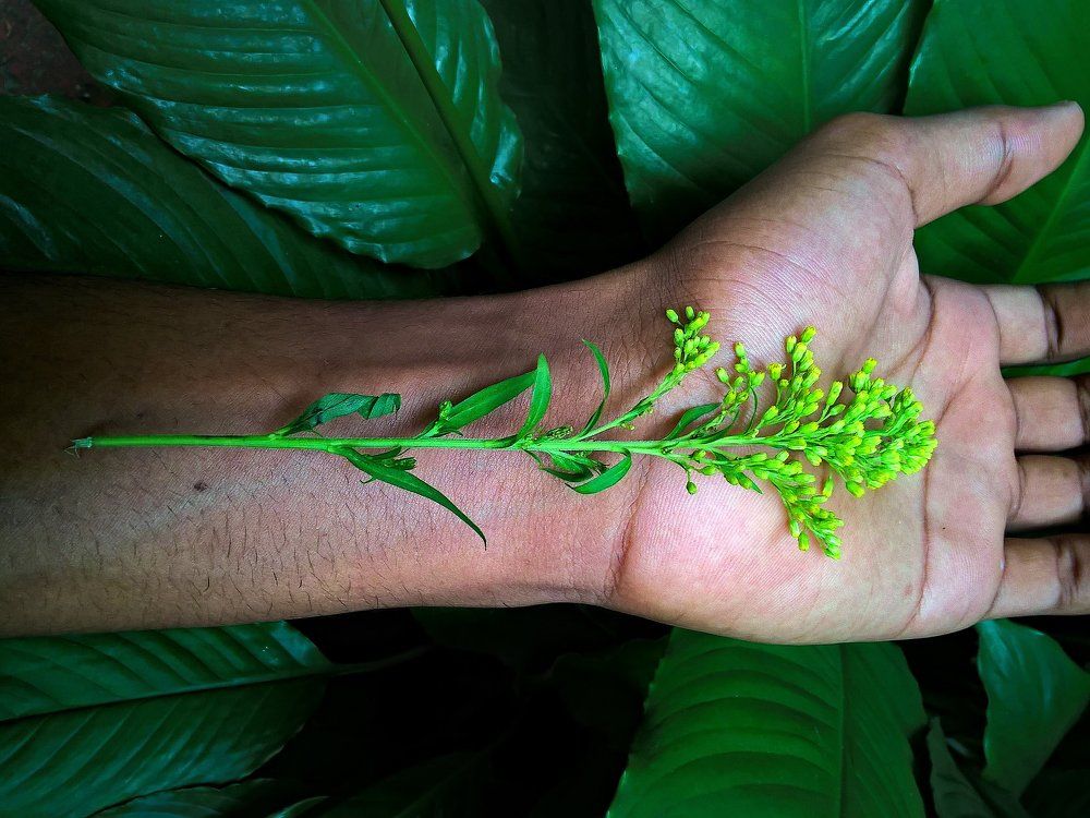 Nature Arms!
