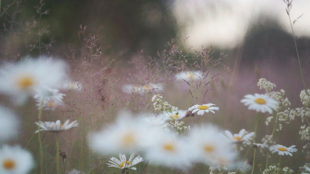 "моё тёплое лето"