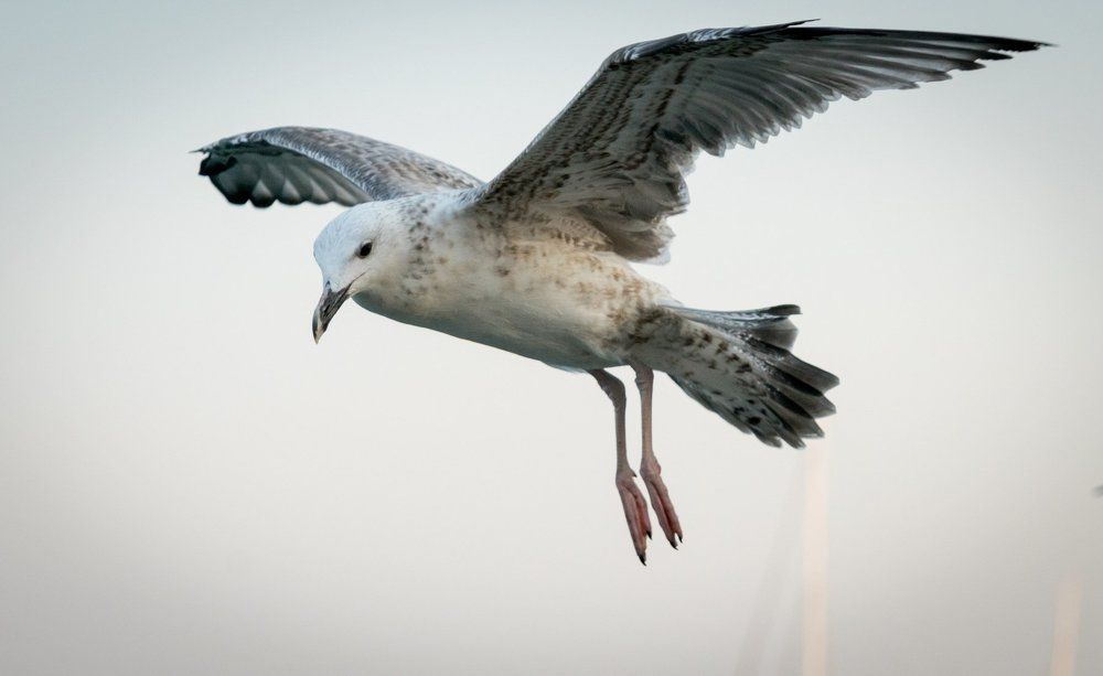 Полет Чайки