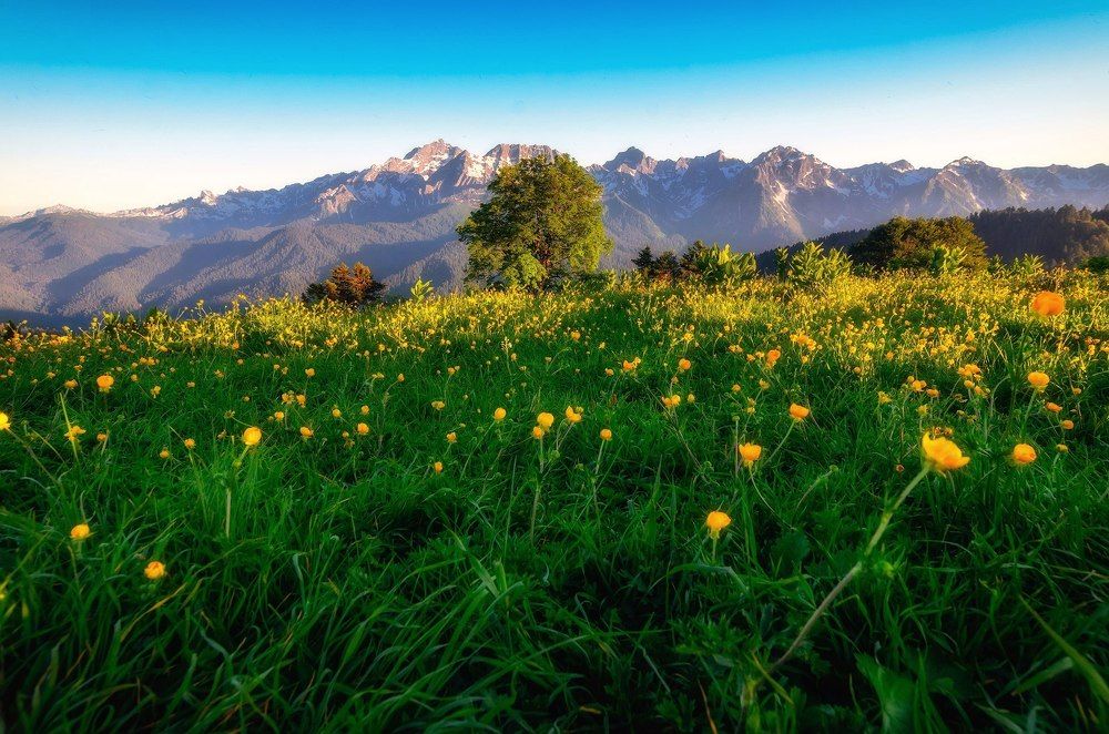 Горные луга Кавказа