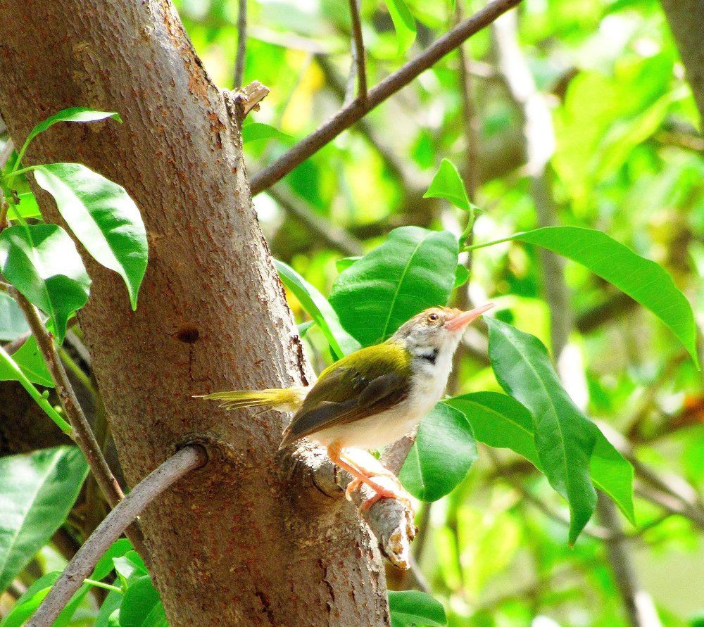 Beautiful Bird Species