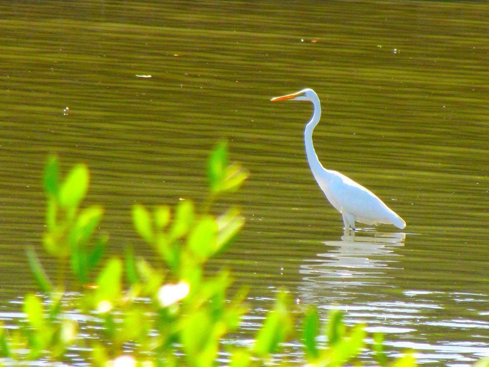 Great Egret