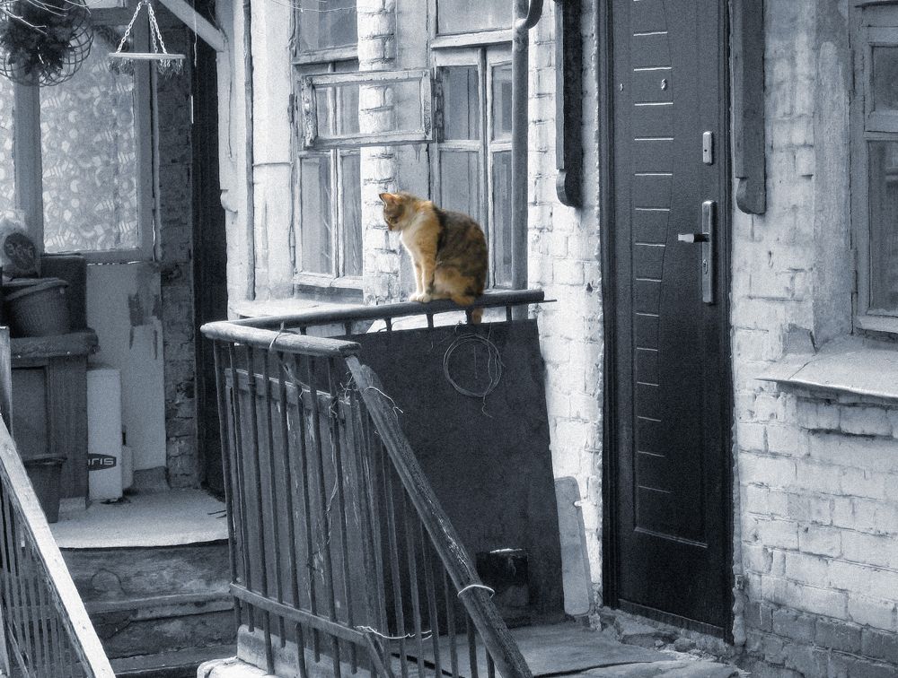 Наш старый двор, наш мудрый рыжий кот