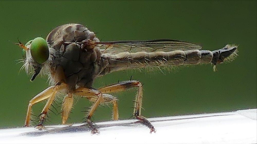 An unexpected encounter with a hairy Dragonfly !!