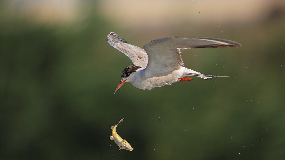 Something about aerial acrobatics..