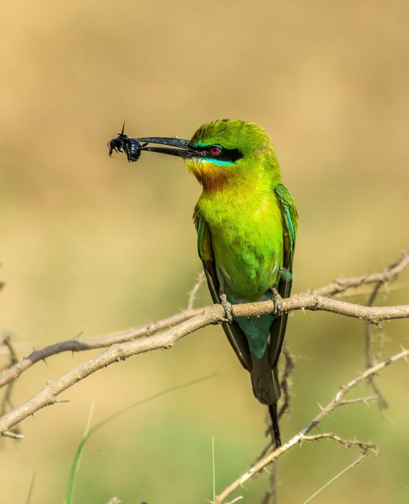 Blue tailed bee eater with catch