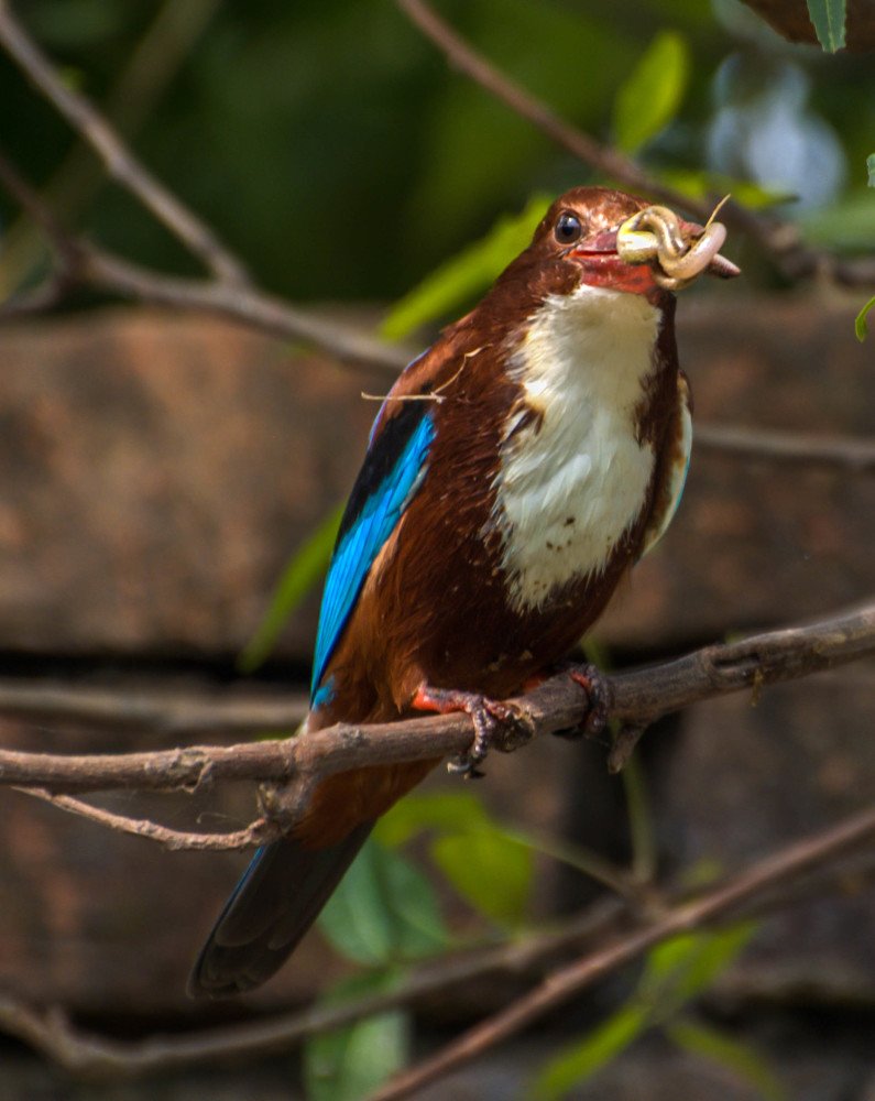 Beak stitch of a white throated kingfisher