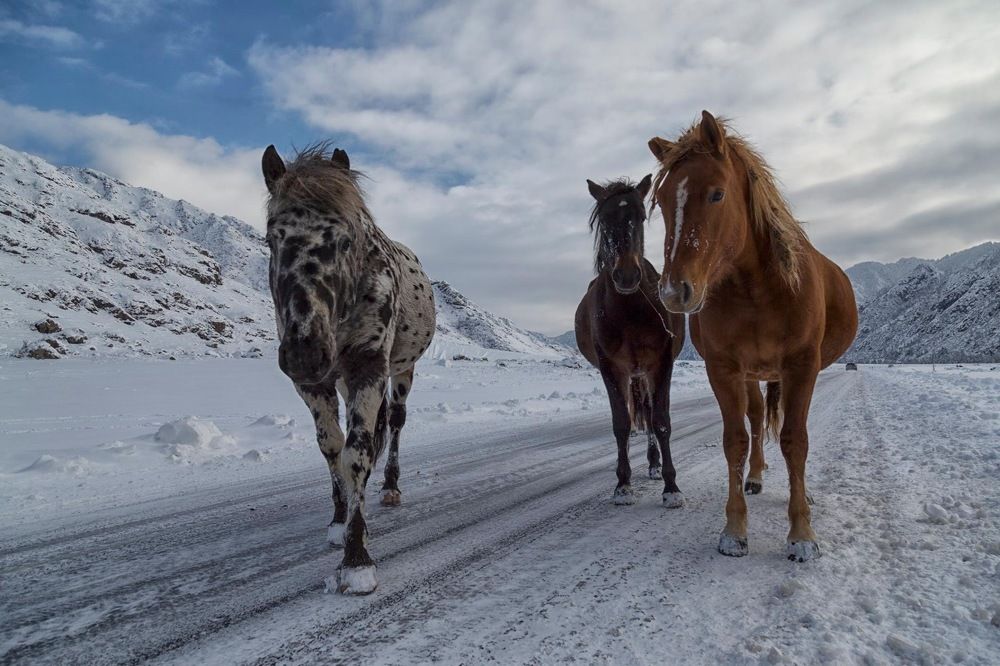Разноцветные лошадки