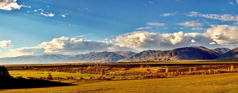 Желтое. Мульта.