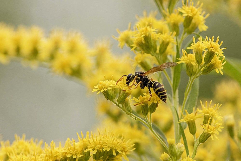 Сбор пыльцы